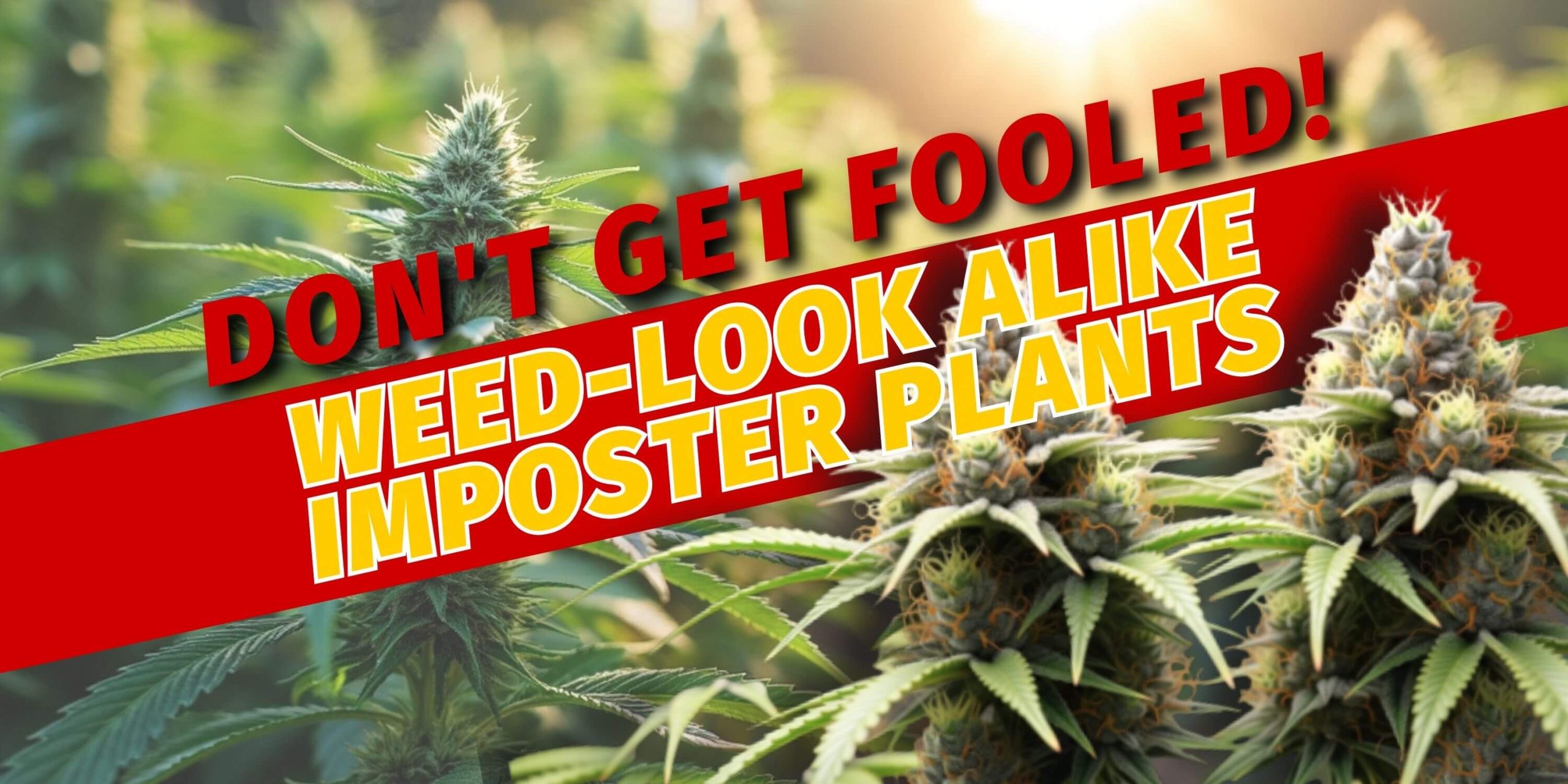 Don't Get Fooled! Weed-Look alike Imposter Plants