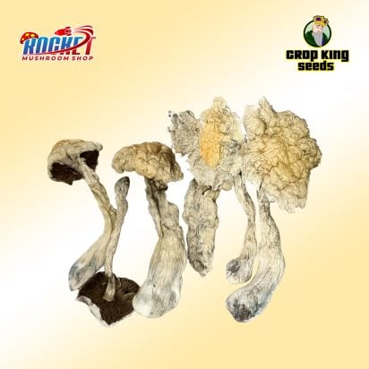 Golden Teacher Raw Mushrooms
