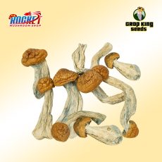 Penis Envy Raw Mushrooms