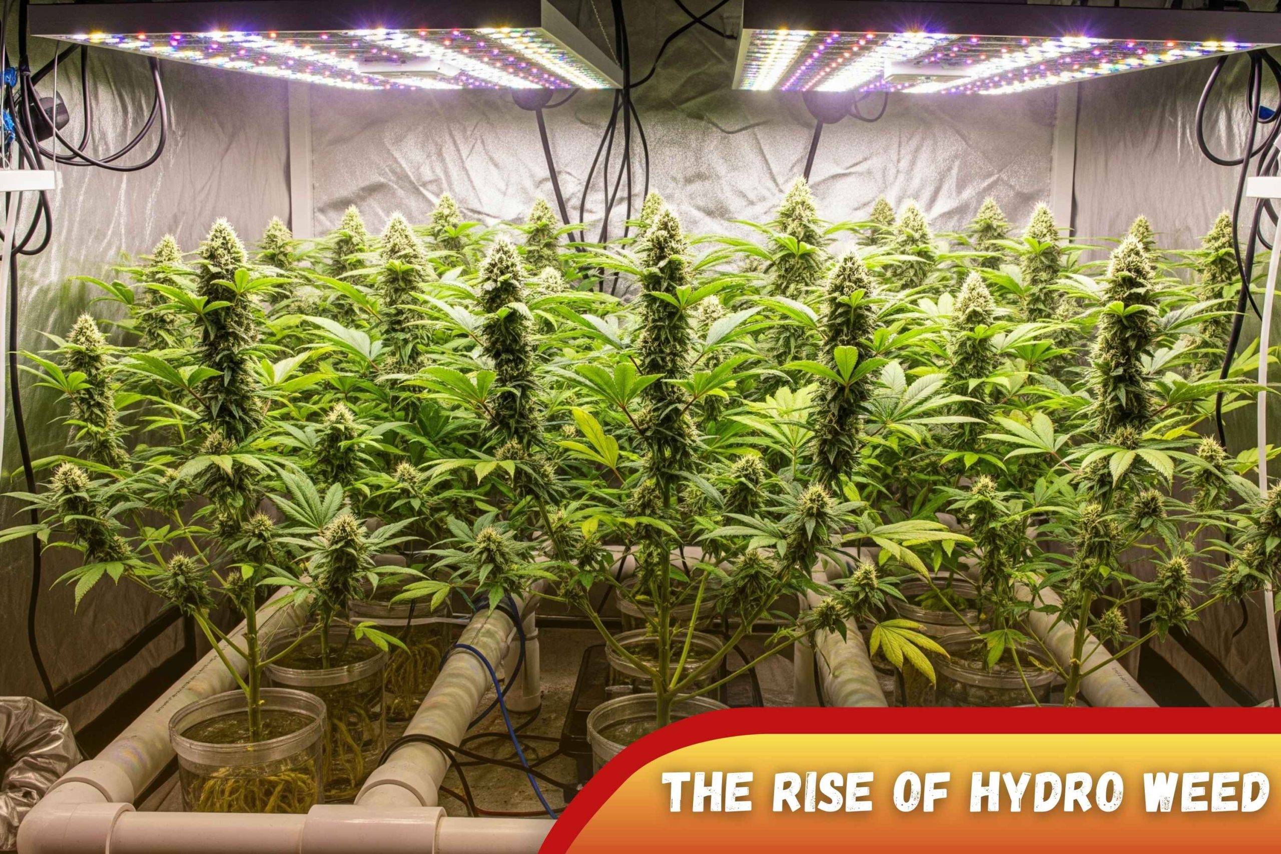 The Rise Of Hydro Weed  A Full Scale Exploration Of Cannabis Hydroponic Systems Scaled, Crop King Seeds
