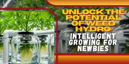 Unlock The Potential Of Weed Hydro  Intelligent Growing For Newbies, Crop King Seeds