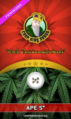 Ape S* Strain Feminized Marijuana Seeds