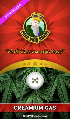 Creamium Gas Strain Feminized Marijuana Seeds