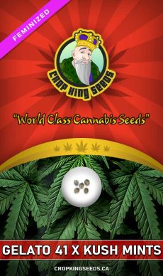 Gelato 41 X Kush Mints Strain Feminized Marijuana Seeds