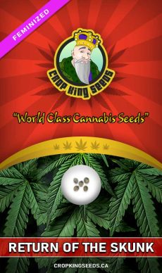Return of the Skunk Strain Feminized Marijuana Seeds