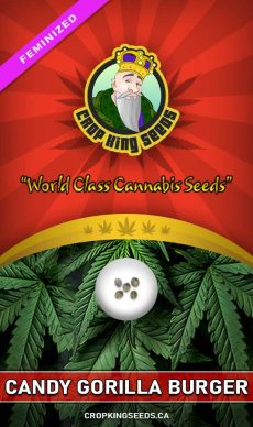 Candy Gorilla Burger Strain Feminized Cannabis Seeds