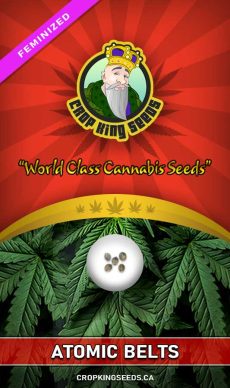 Atomic Belts Strain Feminized Marijuana Seeds
