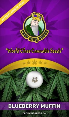 Blueberry Muffin Auto Feminized Marijuana Seeds