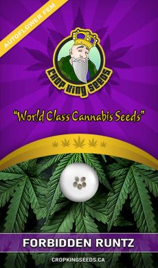 Forbidden Runtz Auto Feminized Marijuana Seeds