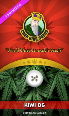 Kiwi OG Strain Feminized Marijuana Seeds