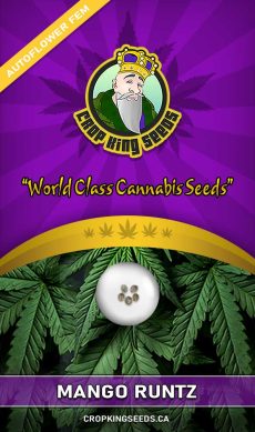 Mango Runtz Auto Feminized Marijuana Seeds