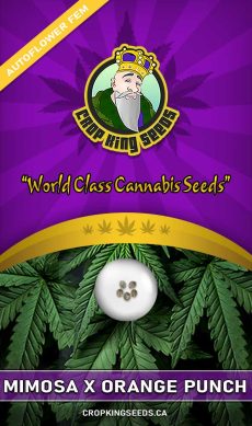 Mimosa × Orange Punch Auto Feminized Marijuana Seeds