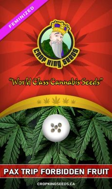 Pax Trip Forbidden Fruit Strain Feminized Marijuana Seeds