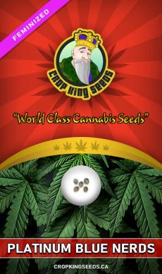 Platinum Blue Nerds Strain Feminized Marijuana Seeds