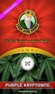 Purple Kryptonite Strain Feminized Marijuana Seeds