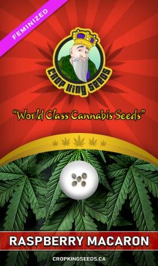 Raspberry Macaron Strain Feminized Marijuana Seeds