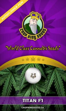 Titan F1 Auto Feminized Marijuana Seeds